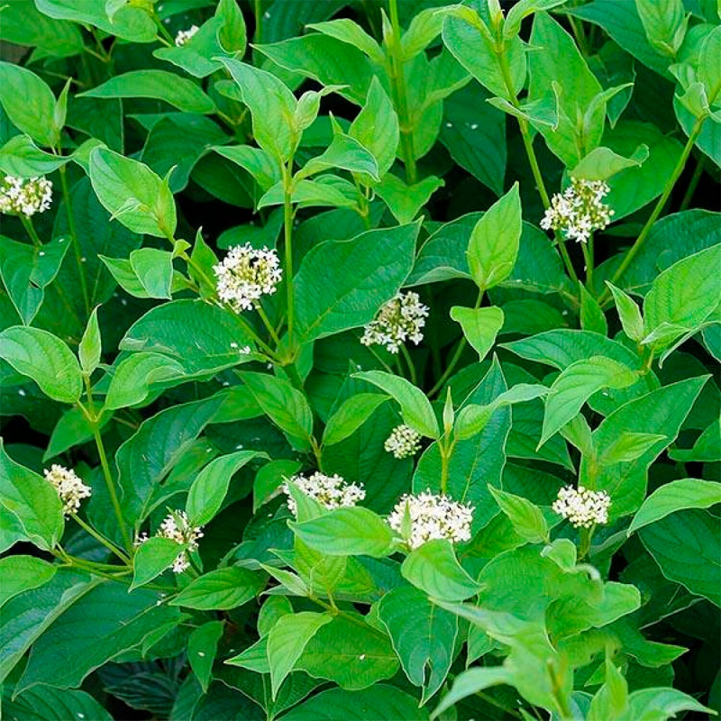 Дерен отпрысковый Flaviramea'. . . 40-60. . С3. . .