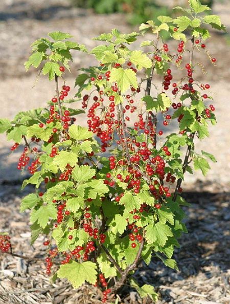 смородина красная поляна Смородина красная Поляна