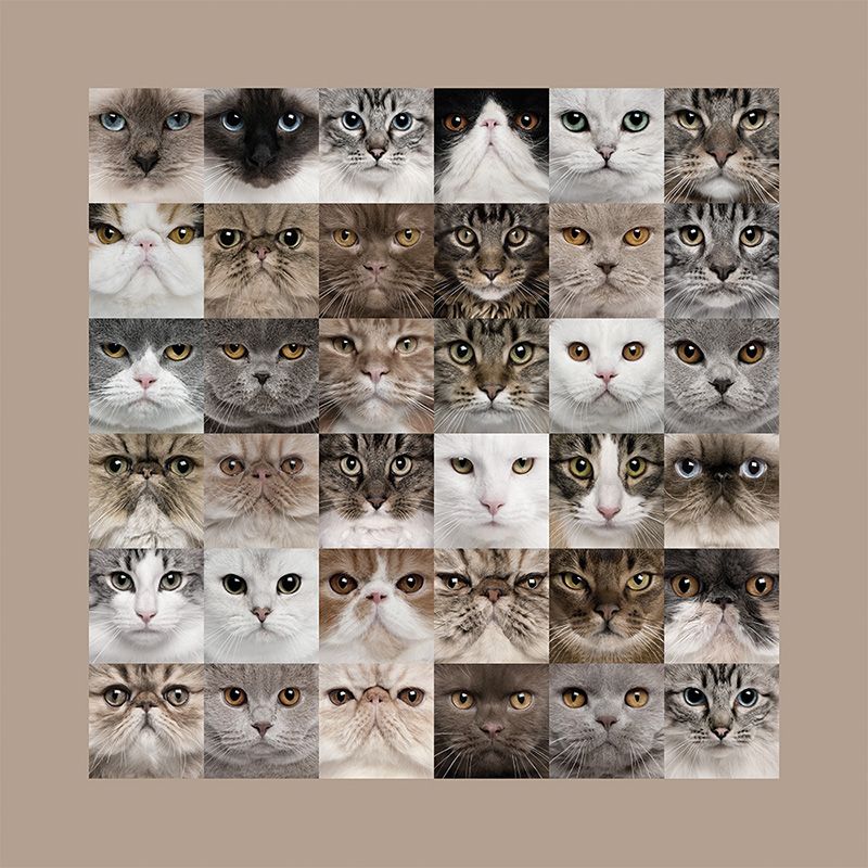 Обои DA-001 Loymina Illusion II