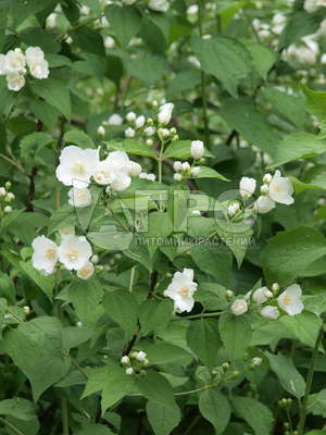 Чубушник венечный 'Schneesturm' (С3, 040-060)
