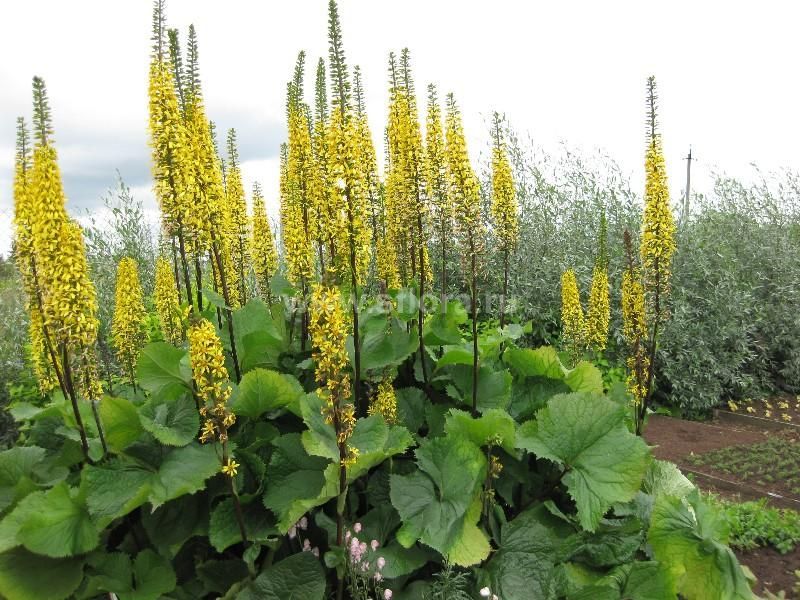 Бузульник сибирский . . . . . С3. . .