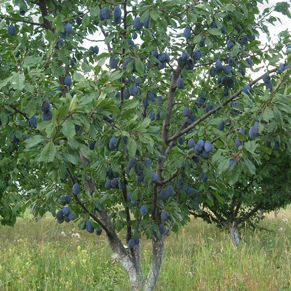 Слива Ренклод