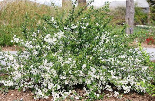 айва нивалис Айва Нивалис