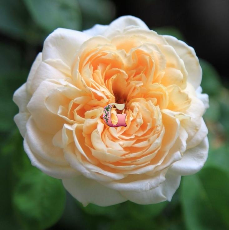 Роза Шраб Дени Хан, Кремово-белая с абрикосовым центром (С3-С4)