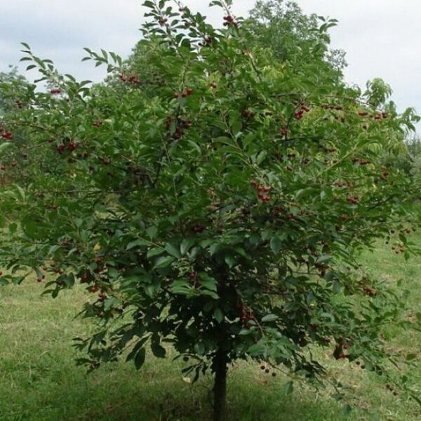 вишня шоколадница Вишня Шоколадница