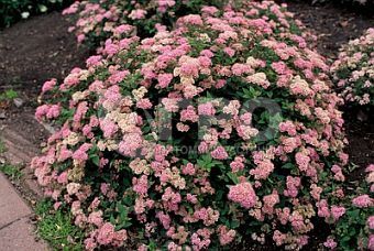 Спирея японская 'Nana' (С3, 020-040)