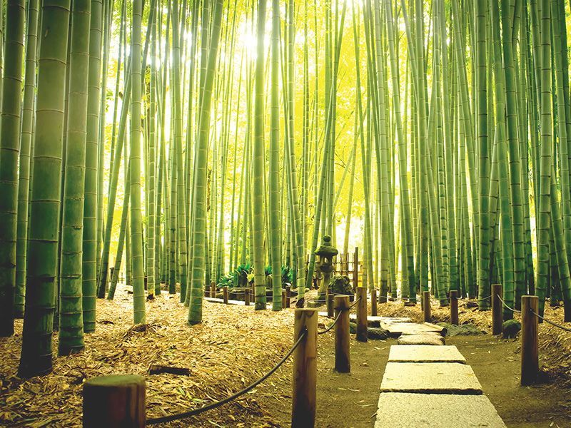 Обои DS-025 Loymina Illusion II