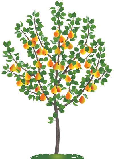 груша рогнеда Груша Рогнеда