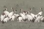 Белые журавли-2