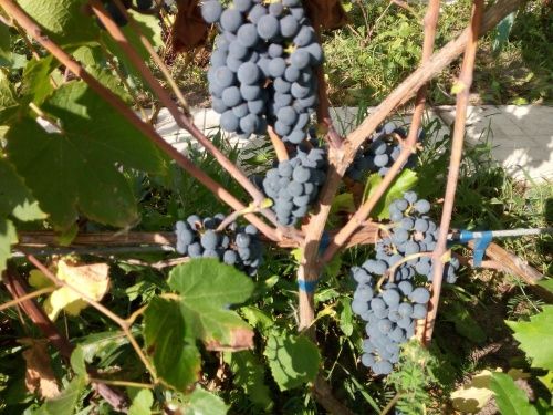 Виноград Северный