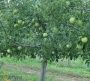 Яблоня Симиренко