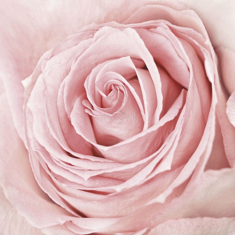 Фреска Роза Art.3154