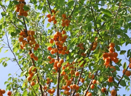 абрикос алеша Абрикос Алеша