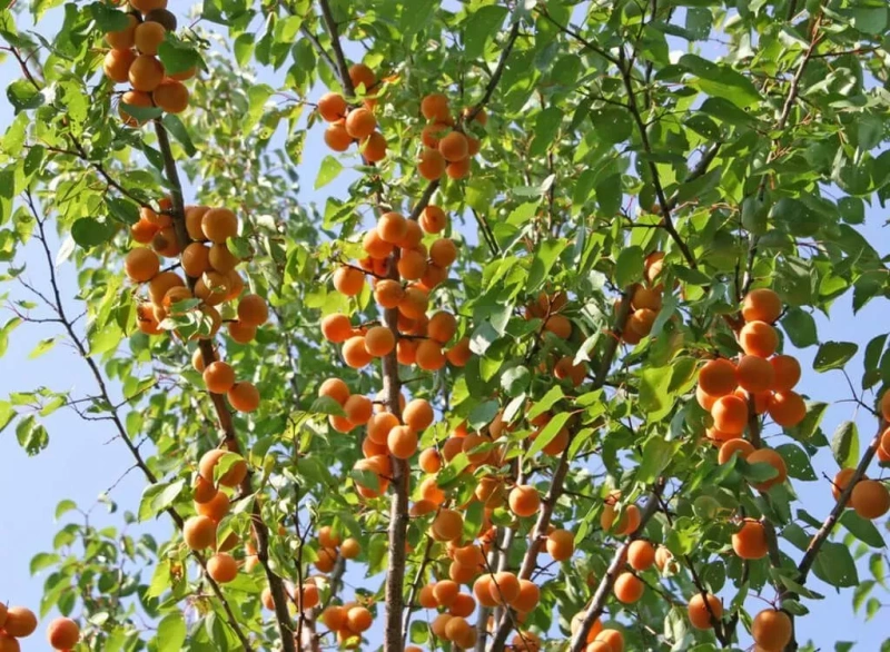 абрикос алеша Абрикос Алеша