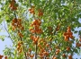 абрикос алеша Абрикос Алеша