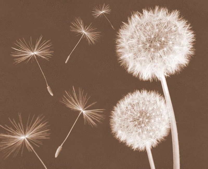 Фреска Цветы, цветочная коллекция арт. f_308