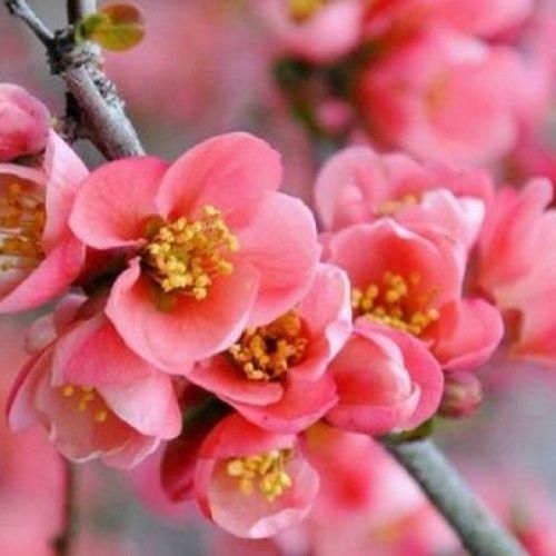 Айва Пинк Леди