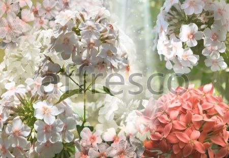 Флоксы, арт. 7122