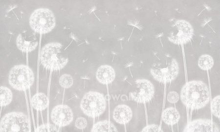 Одуванчики