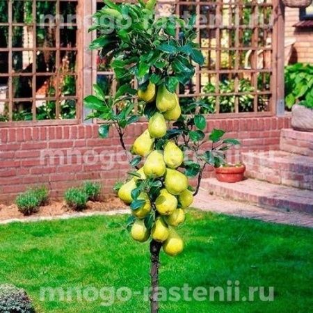 Груша Медовая