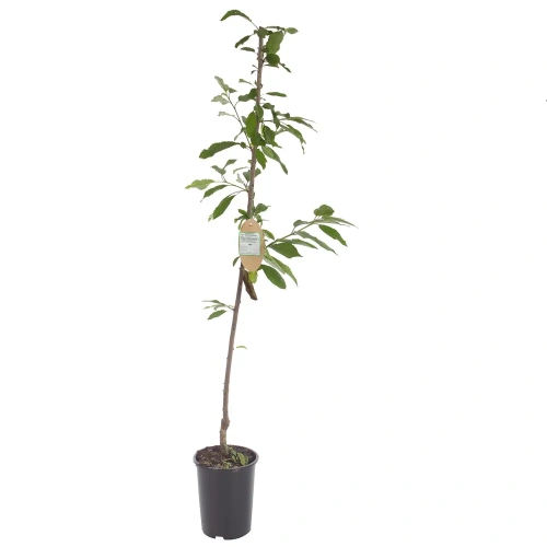 Черешня Крупноплодная