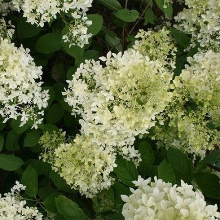 Гортензия метельчатая "Dentelle de Gorron" (Дентель Де Горрон)