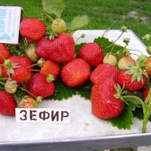 Земляника Зефир
