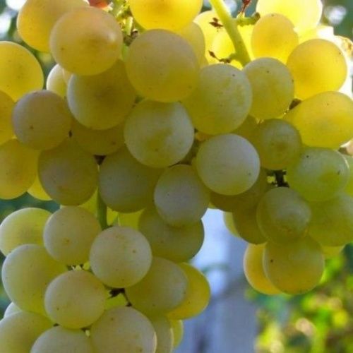 Виноград Московский устойчивый