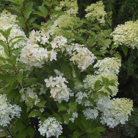 Гортензия метельчатая "Diamantino" (Диамантино)