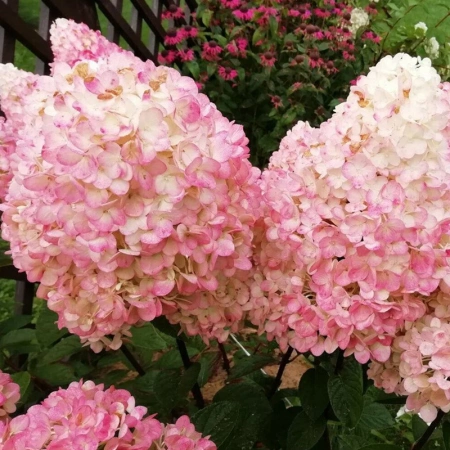 Гортензия метельчатая "Magical Sweet Summer" (Мэджикал Свит Самме)