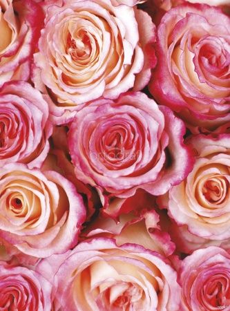 Розовые розы Art.50043