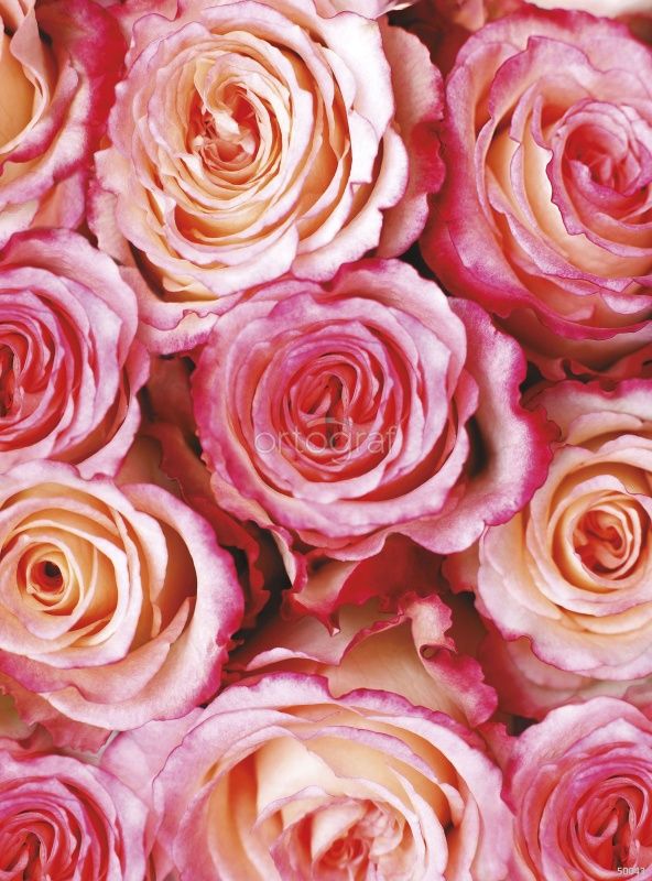 Розовые розы Art.50043