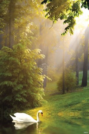 Лебедь в лесу Art.30833