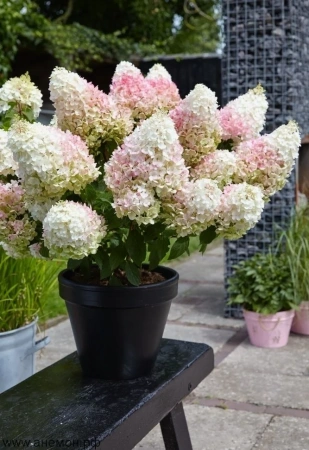 Гортензия метельчатая  Литл Блоссом Курск
