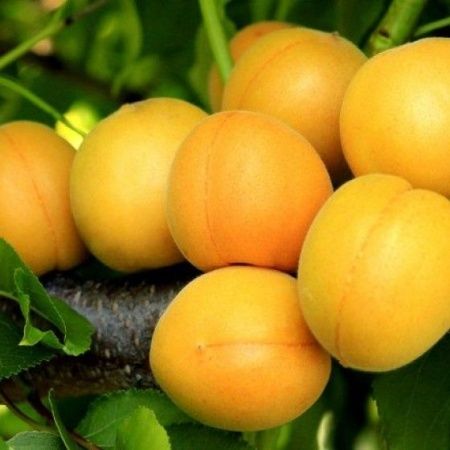 Абрикос Царский