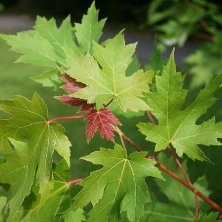 Клен сахарный (сребристый)