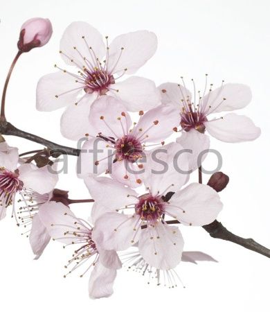 Ветка с белыми цветами, арт. ID12708