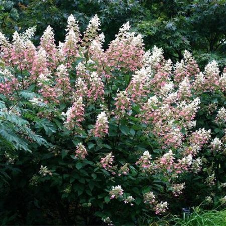 Гортензия метельчатая "Big Ben" (Биг Бен)