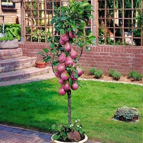 Груша Кармен