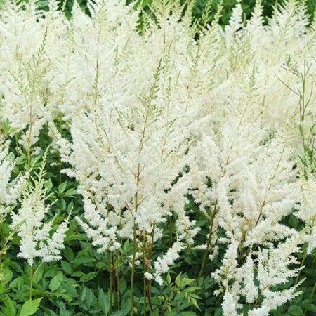 Астильба арендса Diamant'. . . . . С2. . .