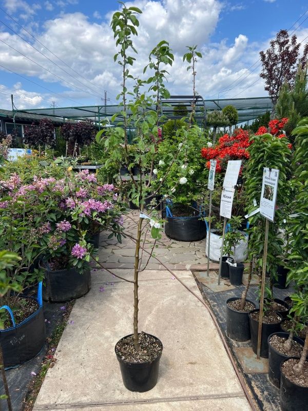 яблоня коричное полосатое Яблоня Коричное полосатое