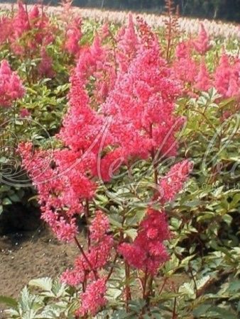 Астильба японская 'Bremen' (С2-С3)