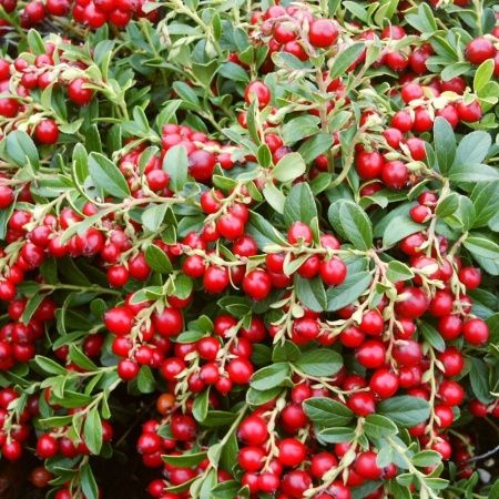 Саженцы брусники Р9 Коралл