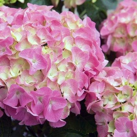 Гортензия крупнолистная "Freudenstein" (Фройденштайн)