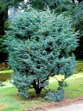 Можжевельник чешуйчатый Meyeri'. . . 40-60. . С10. . .