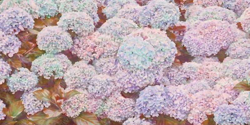 Фреска ALBA Flora арт. 800288