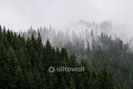 Хвойные вершины