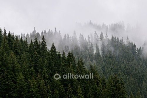 Фреска Хвойные вершины