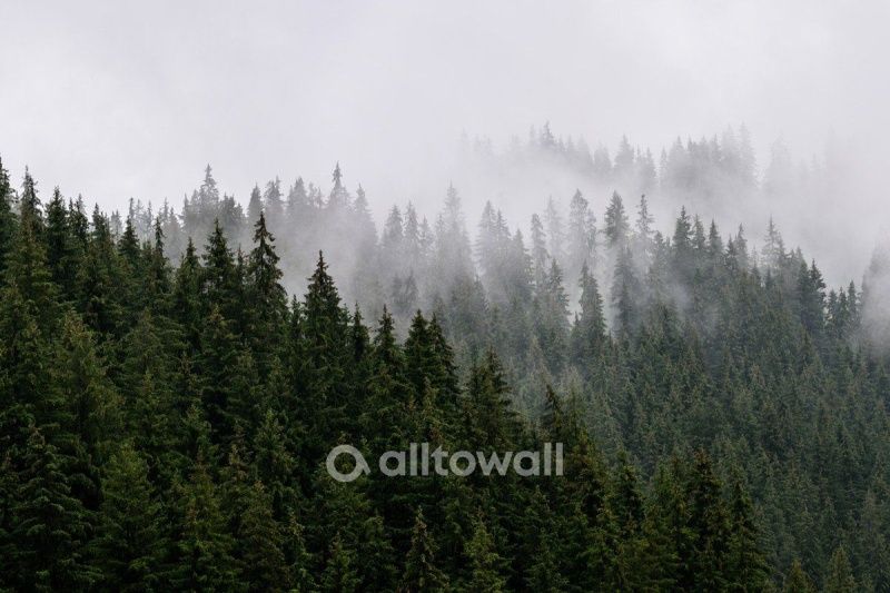 Хвойные вершины