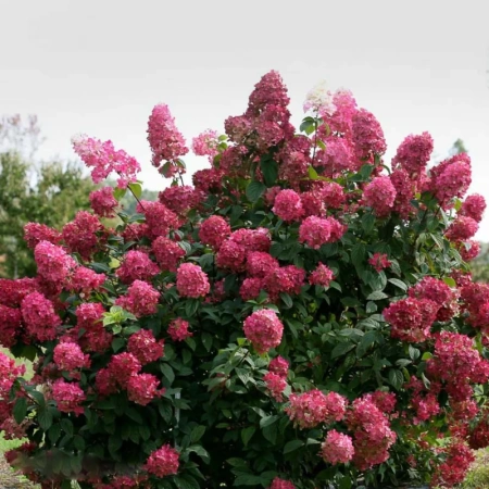 Гортензия РБ метельчатая "Вимс Ред" С10